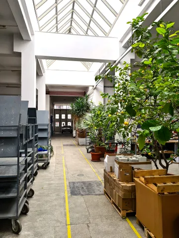 O hală îngustă sub un acoperiș de sticlă, cu cărucioare cu rafturi gri în stânga, lămâi și palmieri în ghivece în dreapta și paleți de lemn cu cutii de carton în prim-plan.